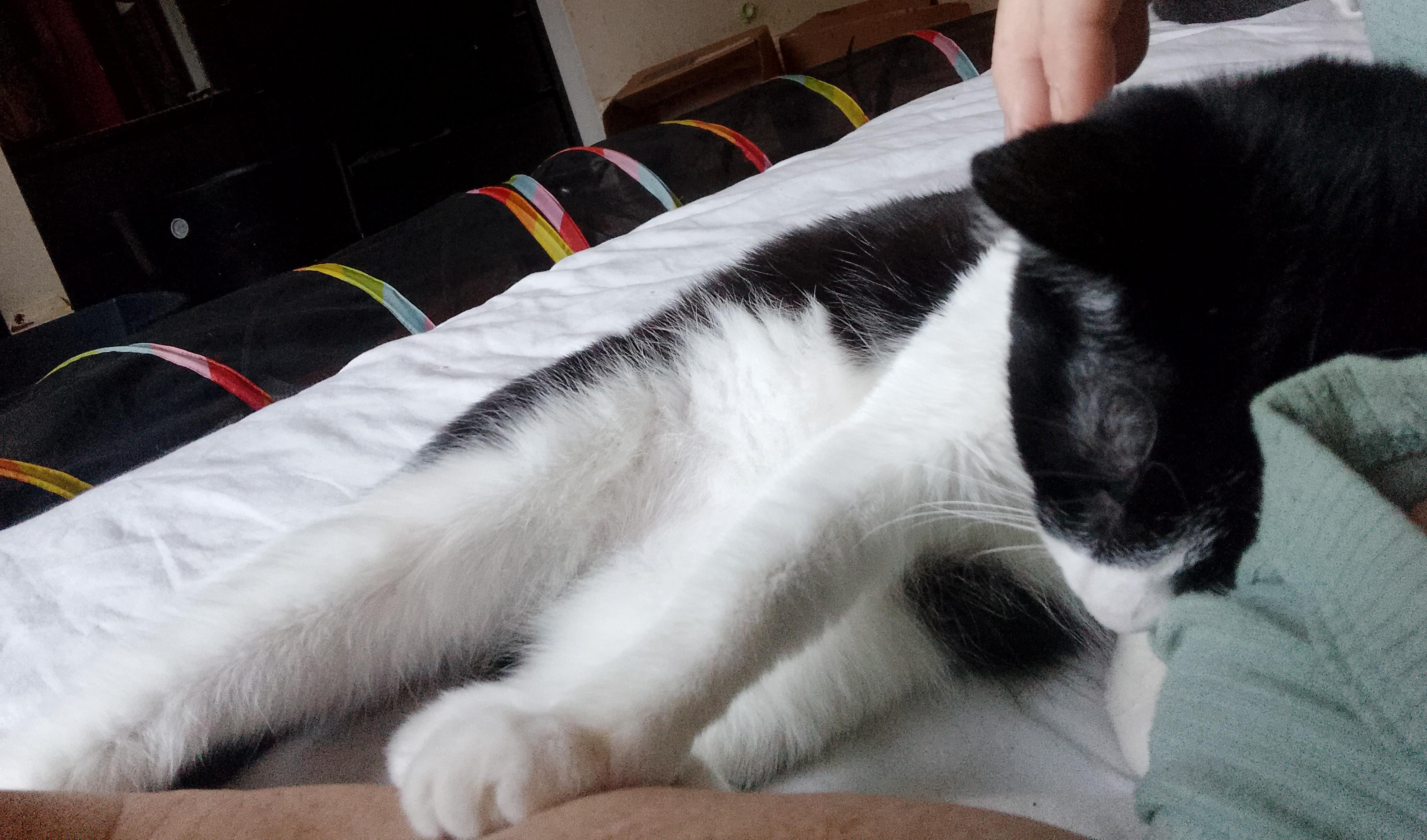 Midge, a Adoptable Domestic Short Hair in Woodland, CA image 4/5