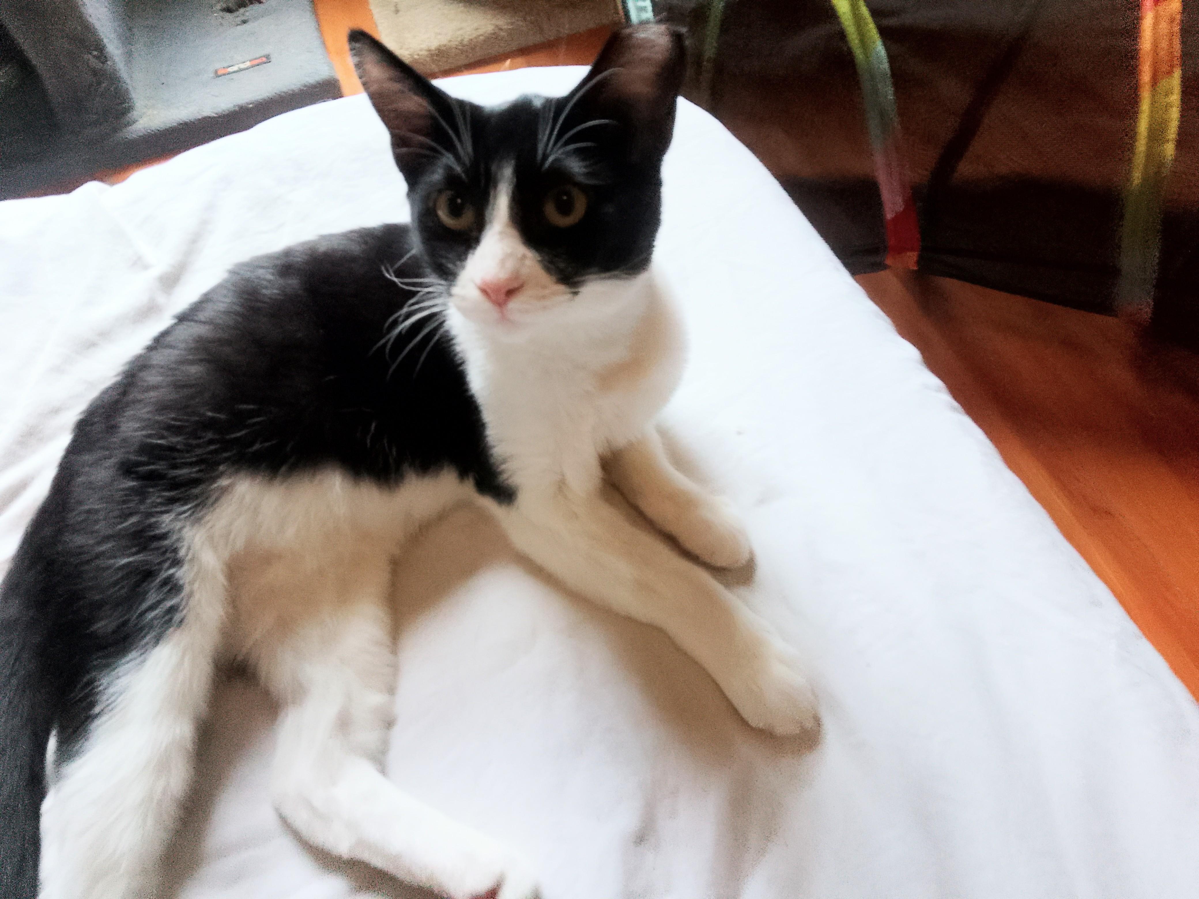 Midge, a Adoptable Domestic Short Hair in Woodland, CA image 5/5