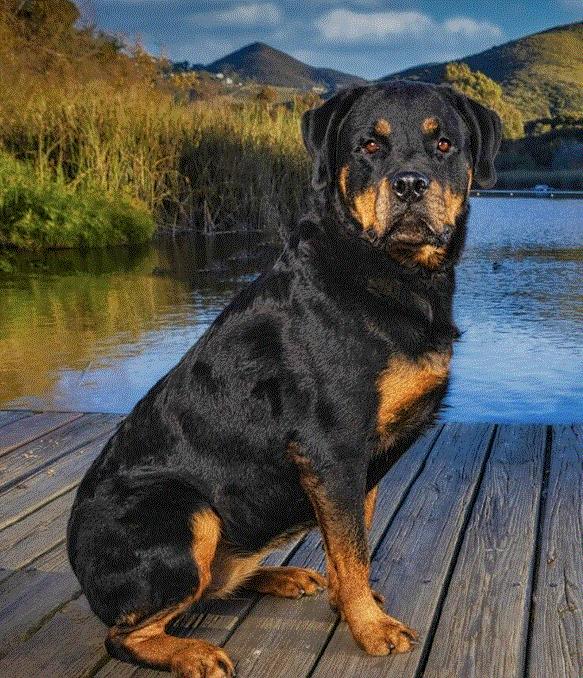 tallie, Adult Female Rottweiler