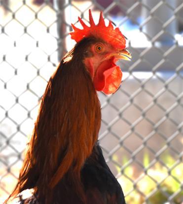 Enlarge RUSTY, a Adoptable Chicken in Loveland, CO image 1/1