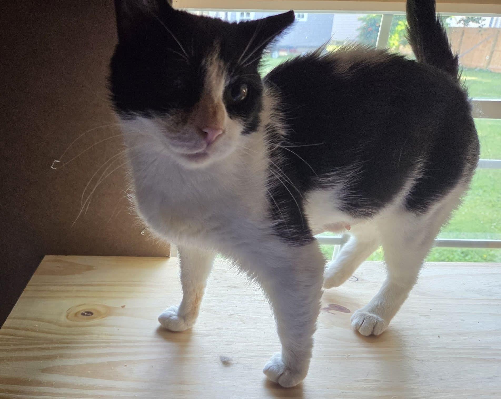 GI Jane, Adoptable, Young Female Domestic Short Hair.