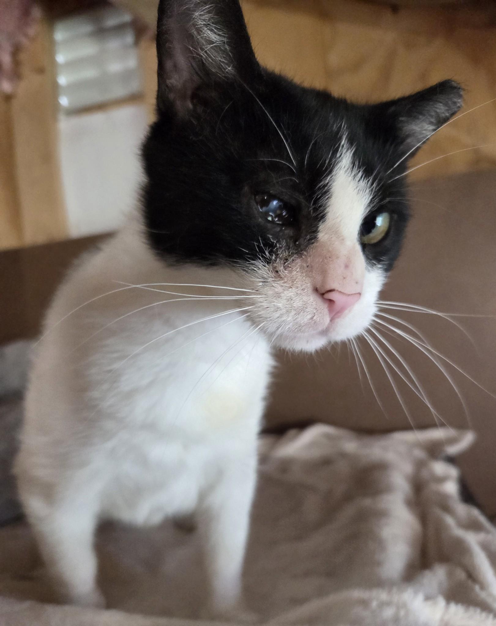 GI Jane, a Adoptable Domestic Short Hair in Grand Island, NY image 2/3