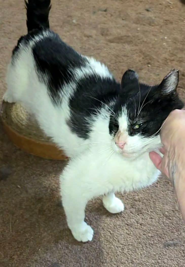 GI Jane, a Adoptable Domestic Short Hair in Grand Island, NY image 3/3