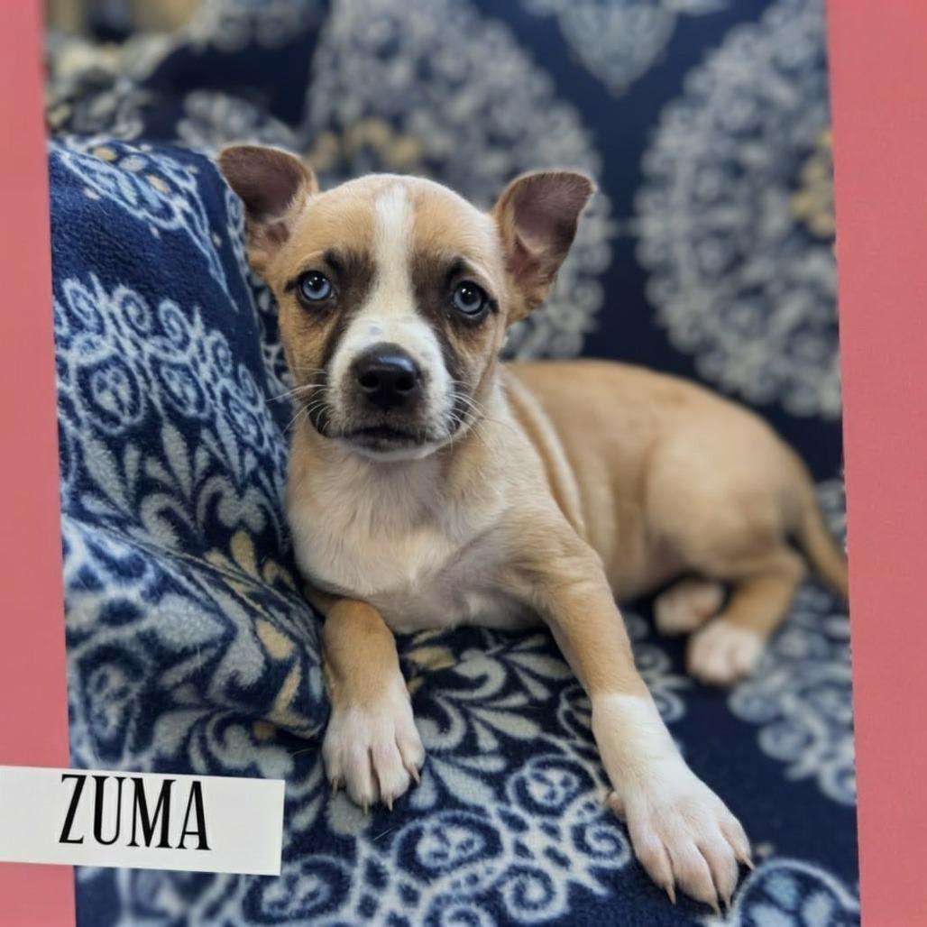 Zuma, Adoptable, Puppy Female Black Mouth Cur & Husky.