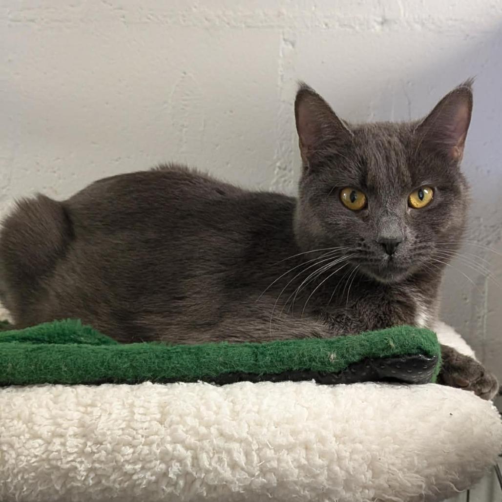 Enlarge Cinder, a Adoptable Domestic Short Hair in Greenville, PA image 1/1