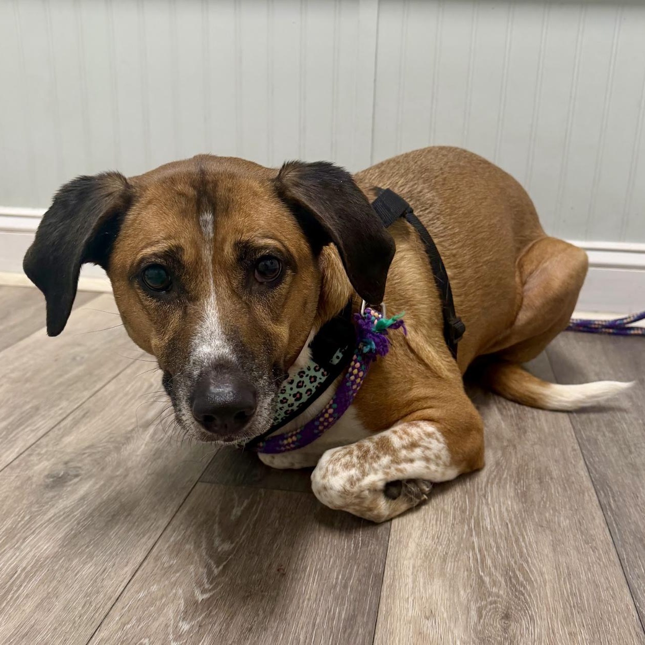 Rosie, a ADOPTABLE mixed breed in Paramus, NJ image 3/3