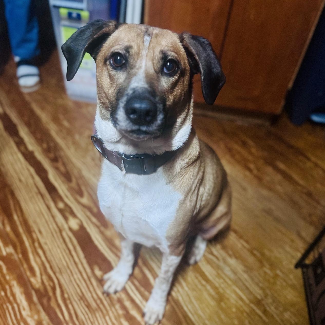 Rosie, a ADOPTABLE mixed breed in Paramus, NJ image 1/3