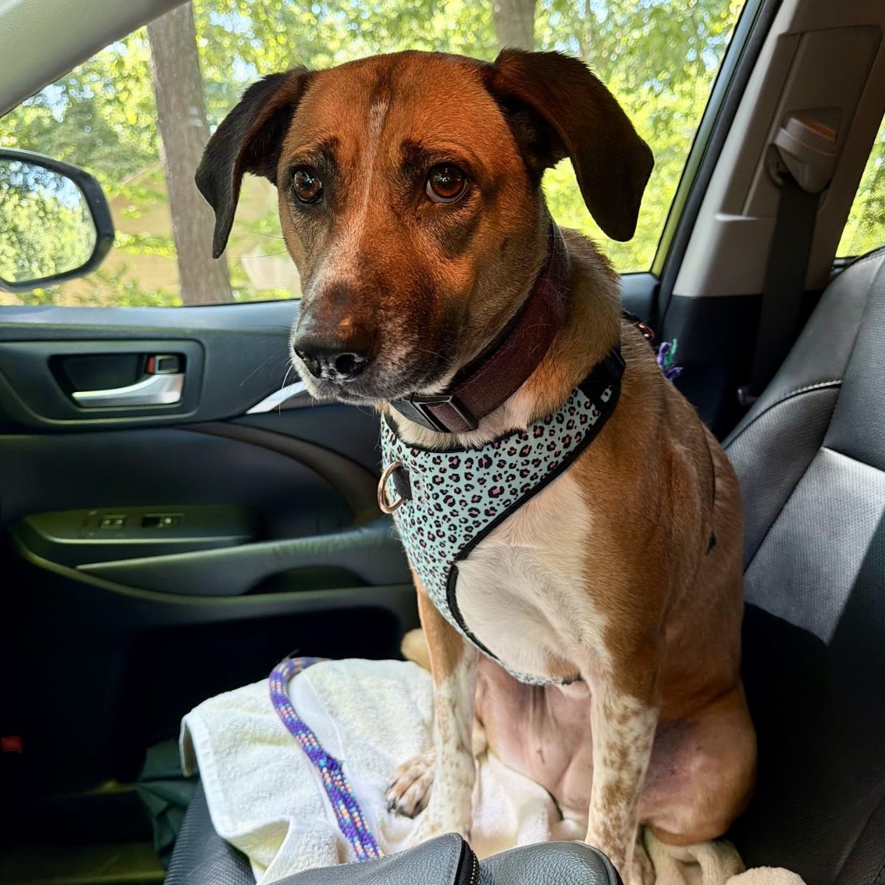 Rosie, a ADOPTABLE mixed breed in Paramus, NJ image 2/3