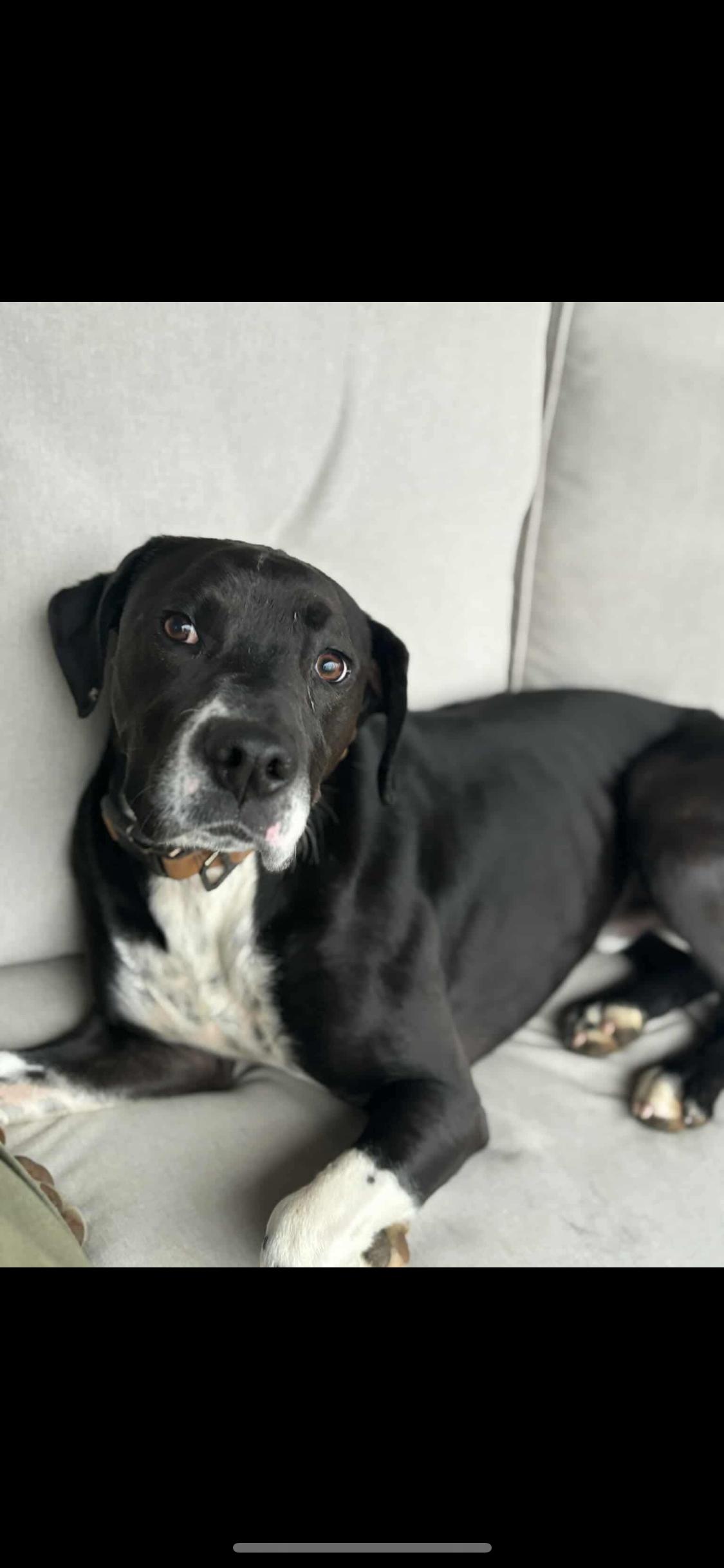 Jax, a Adoptable Mixed Breed in Fountaintown, IN image 1/3