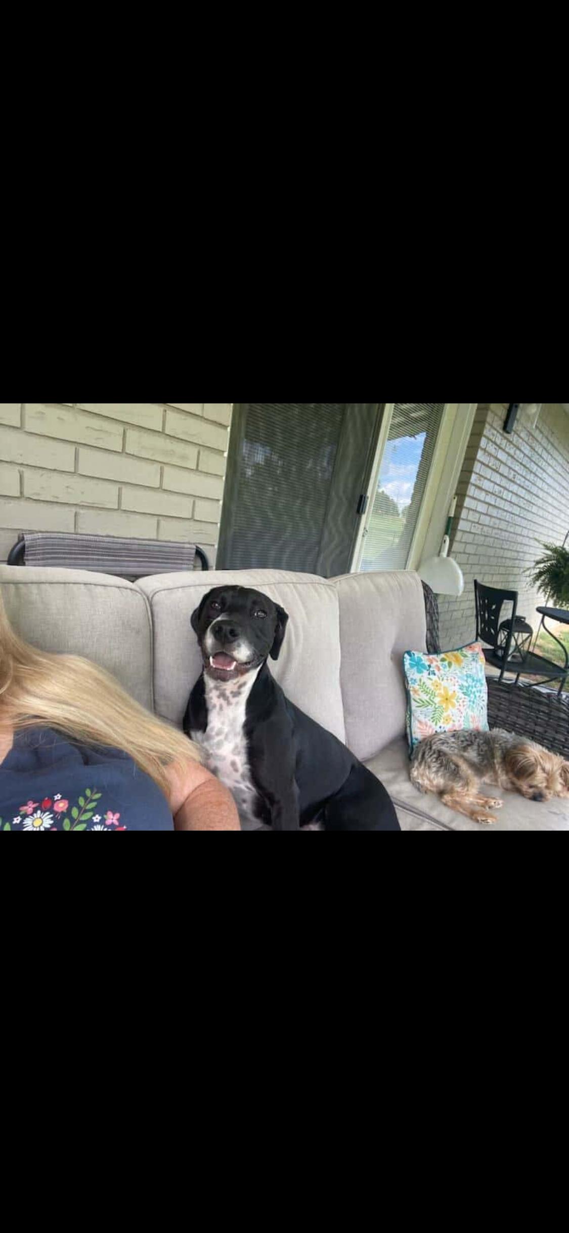 Jax, Adoptable, Adult Male Mixed Breed.