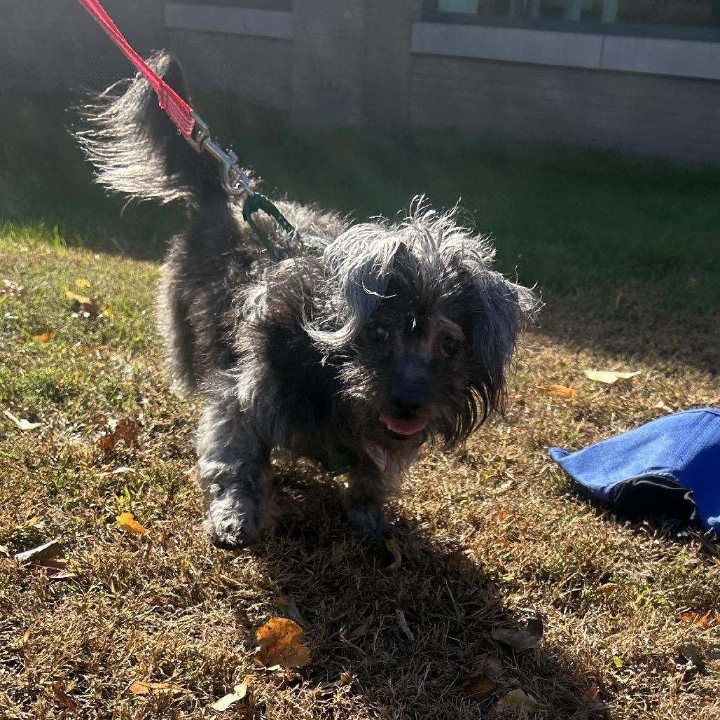 Enlarge Griselda, a Adoptable mixed breed in Springfield, MA image 1/3