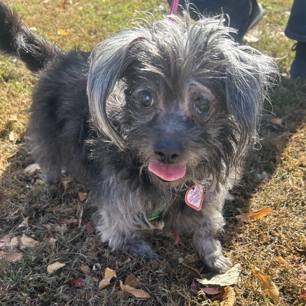 Enlarge Griselda, a Adoptable mixed breed in Springfield, MA image 2/3