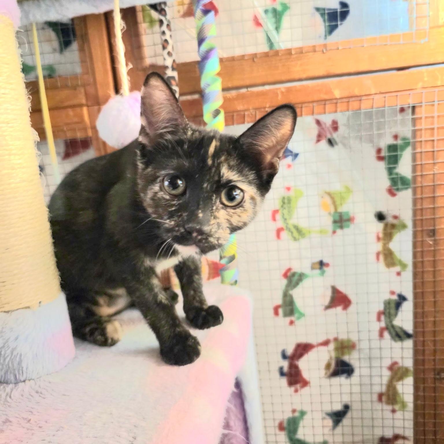 Ramona - A missing foot doesn't slow me down, an adoptable Tortoiseshell in Fountain Valley, CA image 1/2