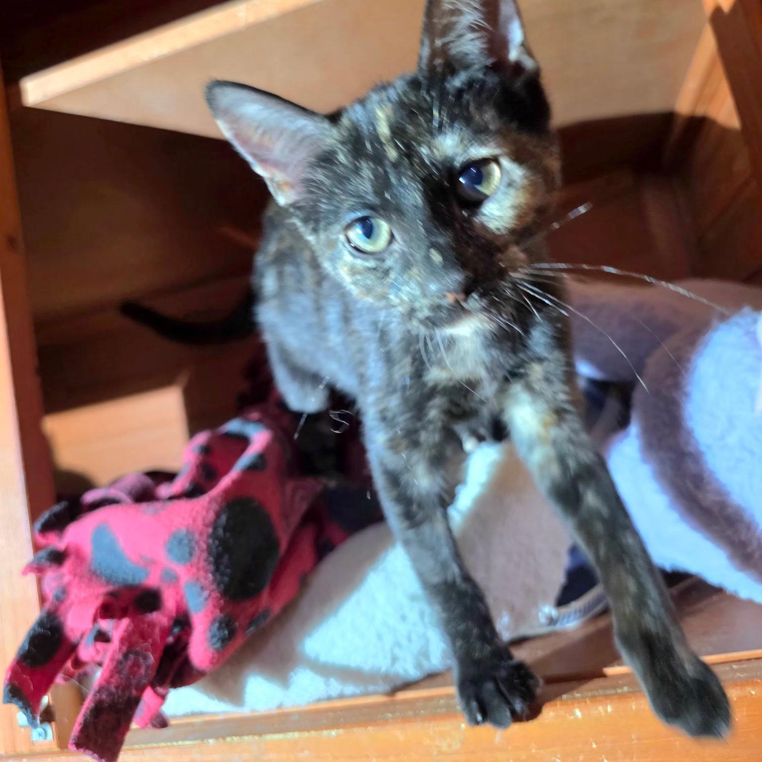 Ramona - A missing foot doesn't slow me down, an adoptable Tortoiseshell in Fountain Valley, CA image 2/2