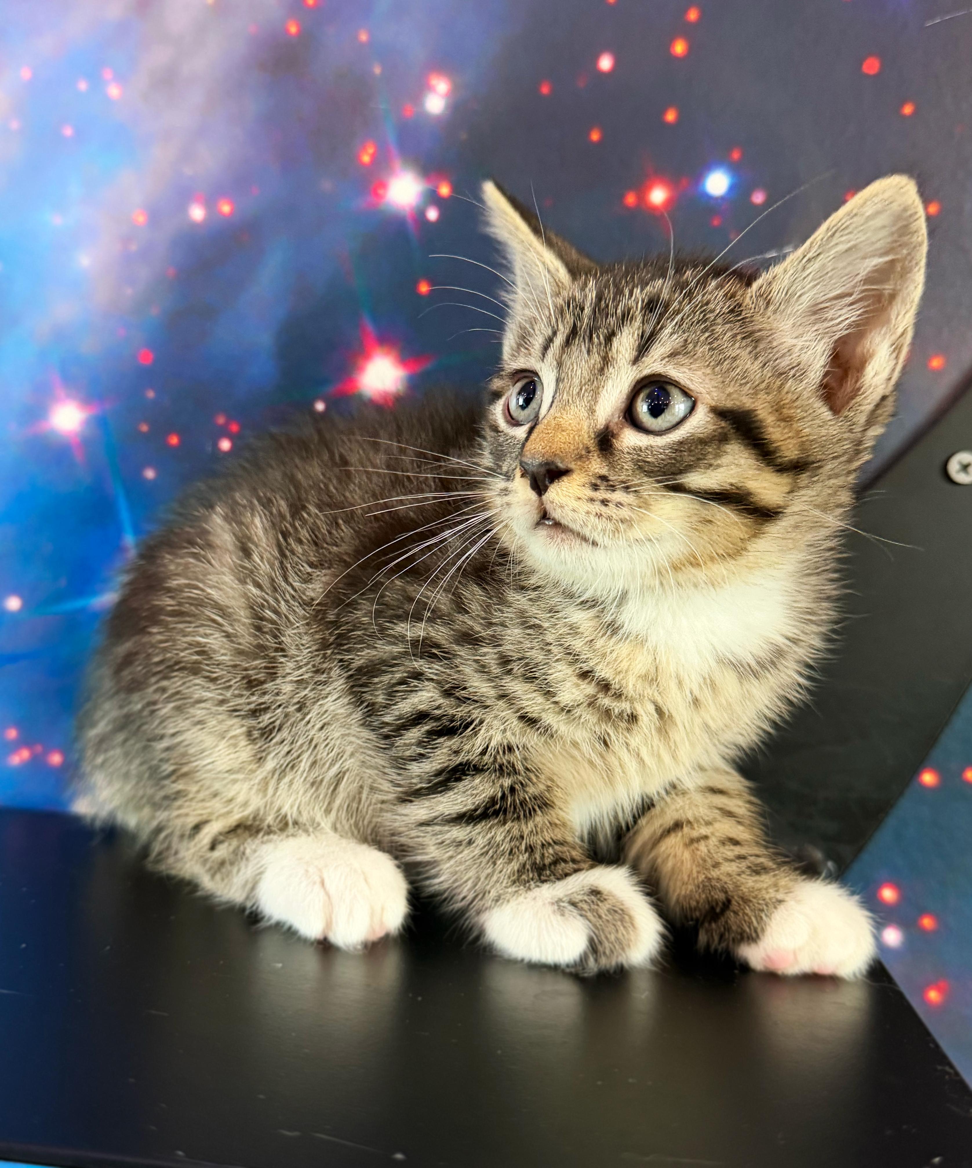 Golden Pineapple, adopted, Kitten Male Domestic Short Hair.
