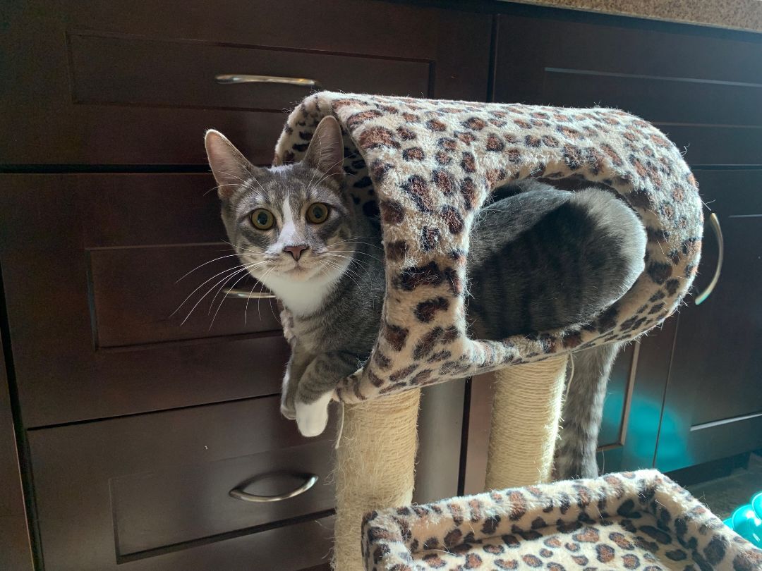 Enlarge Caruso, a Adoptable American Shorthair in North Hollywood, CA image 2/9