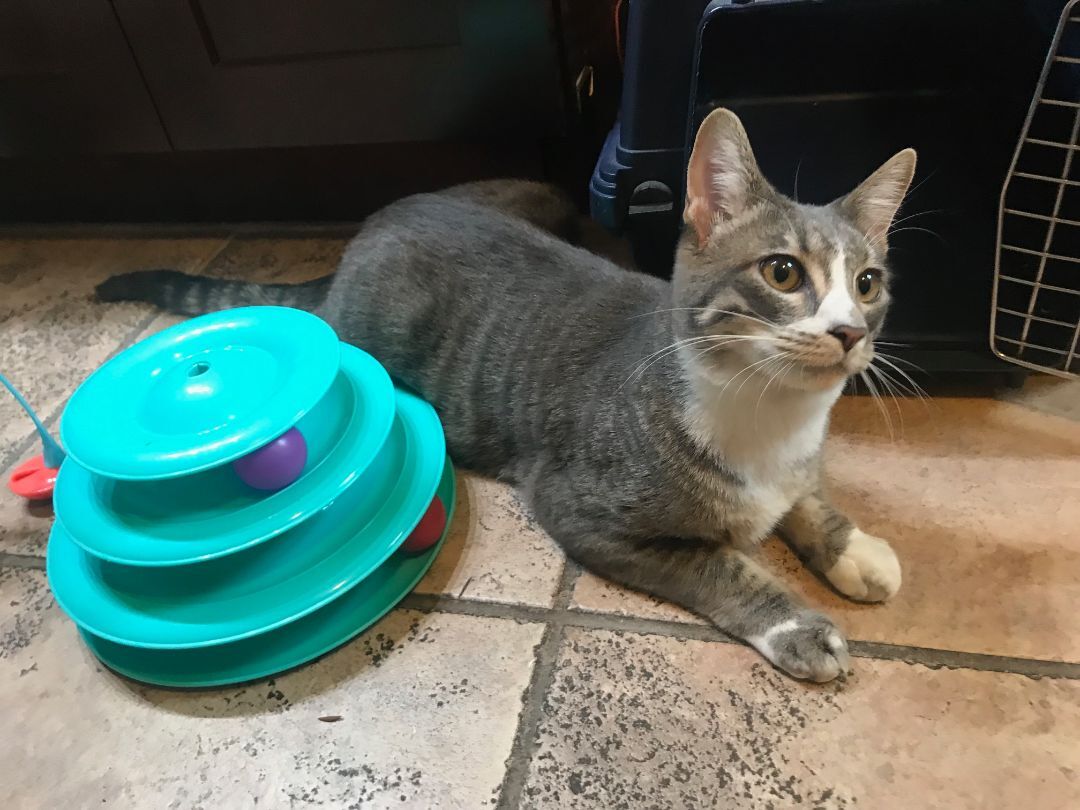 Enlarge Caruso, a Adoptable American Shorthair in North Hollywood, CA image 3/9