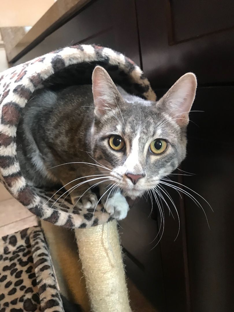 Enlarge Caruso, a Adoptable American Shorthair in North Hollywood, CA image 4/9