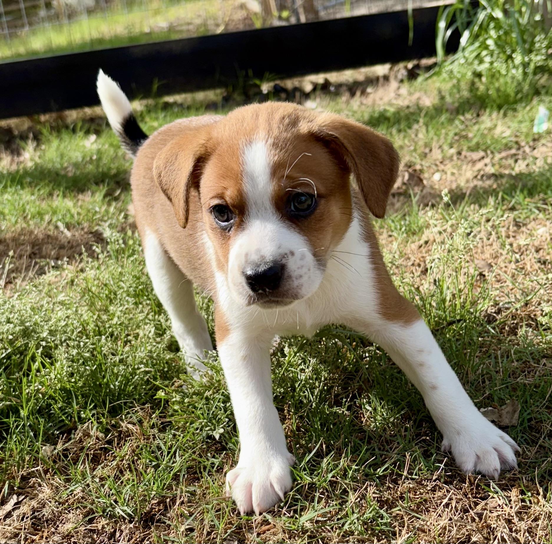 Simba, Adoptable, Puppy Male Wirehaired Terrier & Chocolate Labrador Retriever.