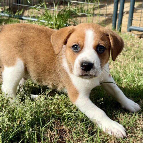 Simba, Adoptable, Puppy Male German Wirehaired Pointer & Chocolate Labrador Retriever.