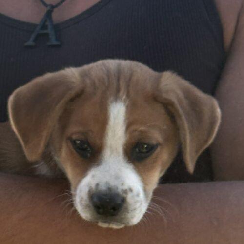 Enlarge Simba, a Adoptable mixed breed in Sanford, NC image 3/5