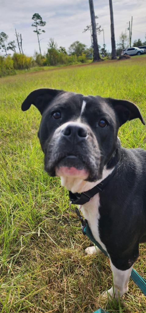 QUEEN LUCI, a Adoptable American Bulldog in Marianna, FL image 1/4