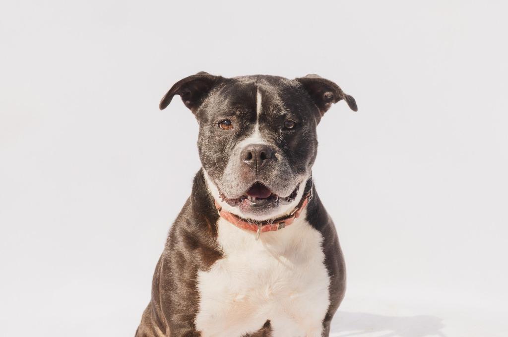 QUEEN LUCI, Adoptable, Adult Female American Bulldog.
