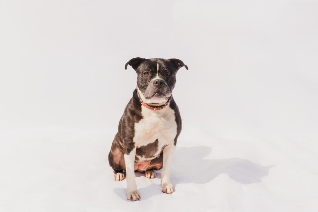 Enlarge QUEEN LUCI, a Adoptable American Bulldog in Marianna, FL image 3/3