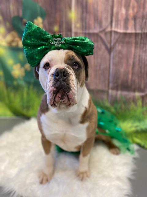 Julie, adoptable, Adult Female English Bulldog.