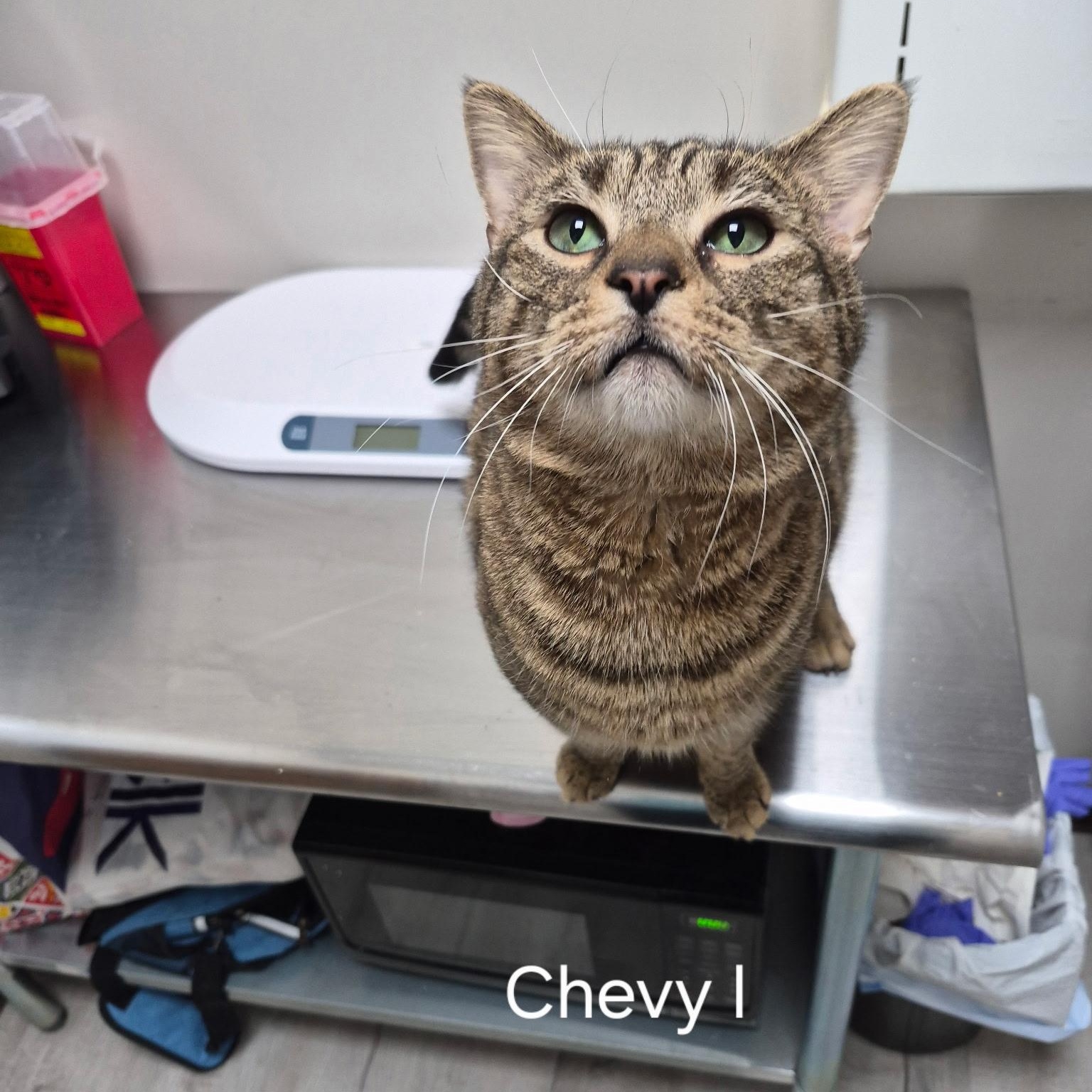 Enlarge Chevy, a ADOPTABLE Domestic Short Hair in SNOW HILL, NC image 1/1