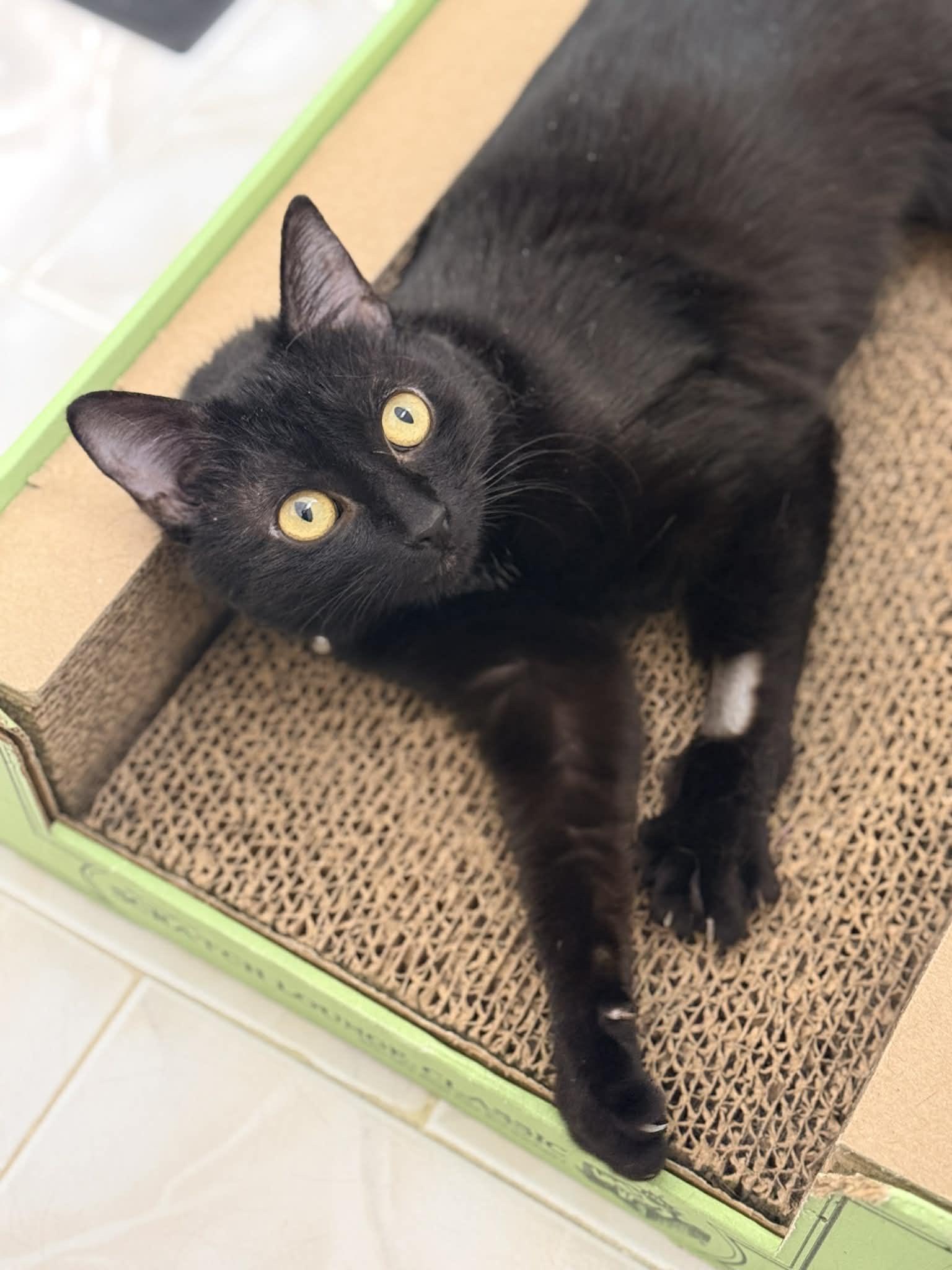 Enlarge Cassidy , a ADOPTABLE Domestic Short Hair in Staten Island, NY image 4/6