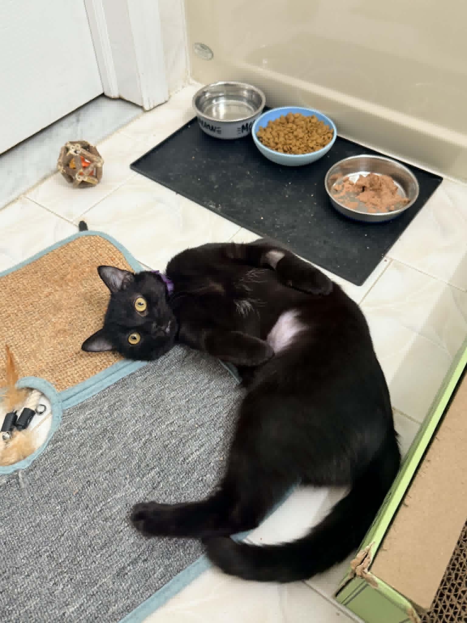 Enlarge Cassidy , a ADOPTABLE Domestic Short Hair in Staten Island, NY image 3/6