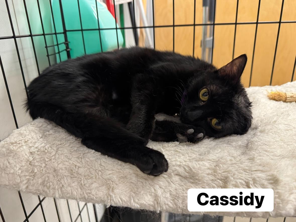 Enlarge Cassidy , a ADOPTABLE Domestic Short Hair in Staten Island, NY image 2/6