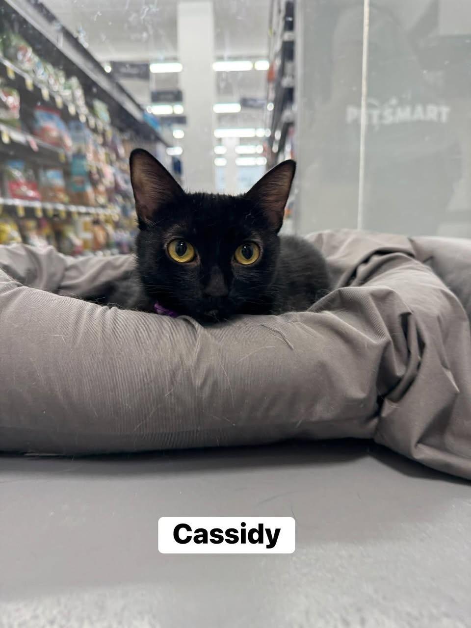 Enlarge Cassidy , a ADOPTABLE Domestic Short Hair in Staten Island, NY image 1/6