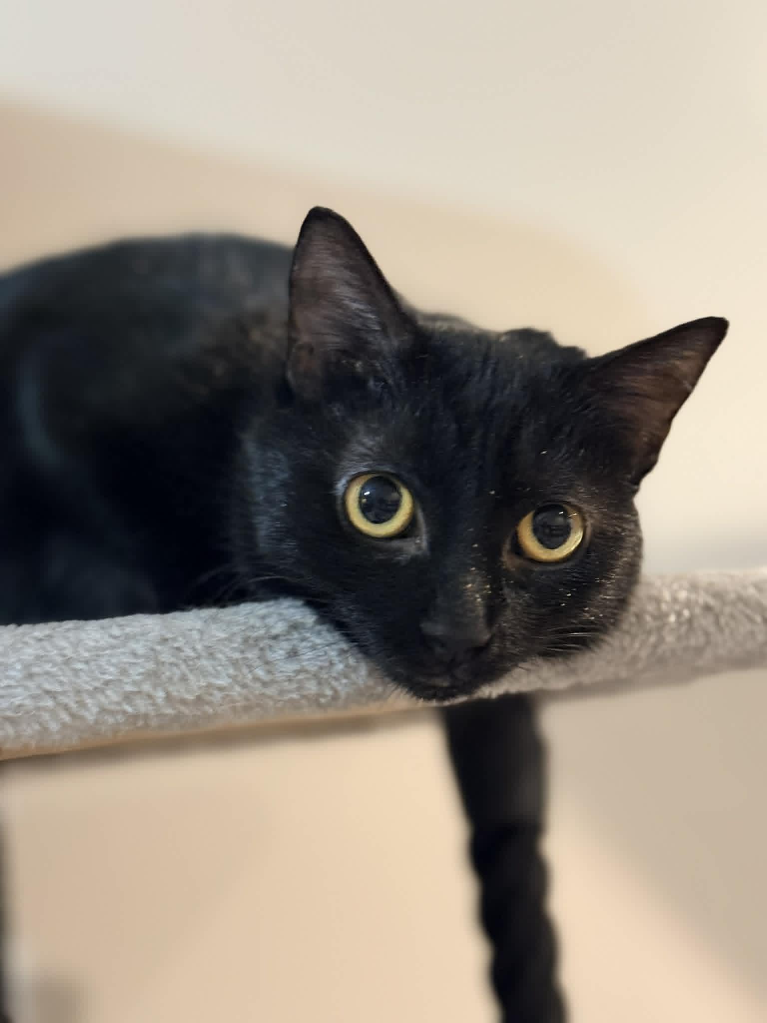 Enlarge Cassidy , a ADOPTABLE Domestic Short Hair in Staten Island, NY image 6/6