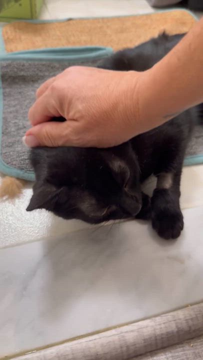 Enlarge Cassidy , a ADOPTABLE Domestic Short Hair in Staten Island, NY video 5/6
