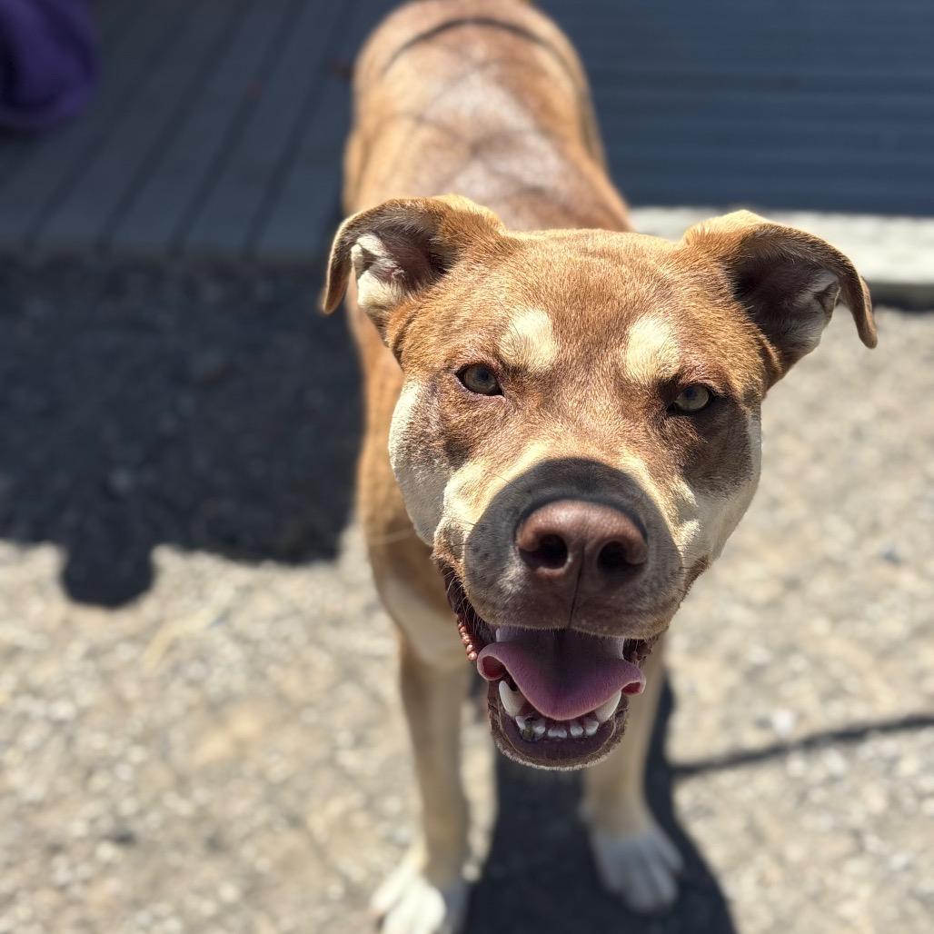 Bandit, ADOPTABLE, Young • Male, Australian Kelpie & Husky.