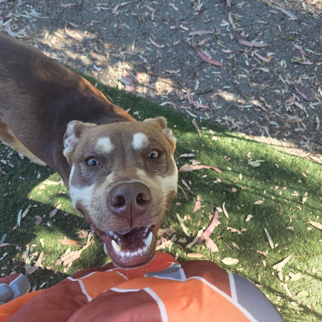 Enlarge Bandit, a Adoptable mixed breed in San Pablo, CA image 2/6