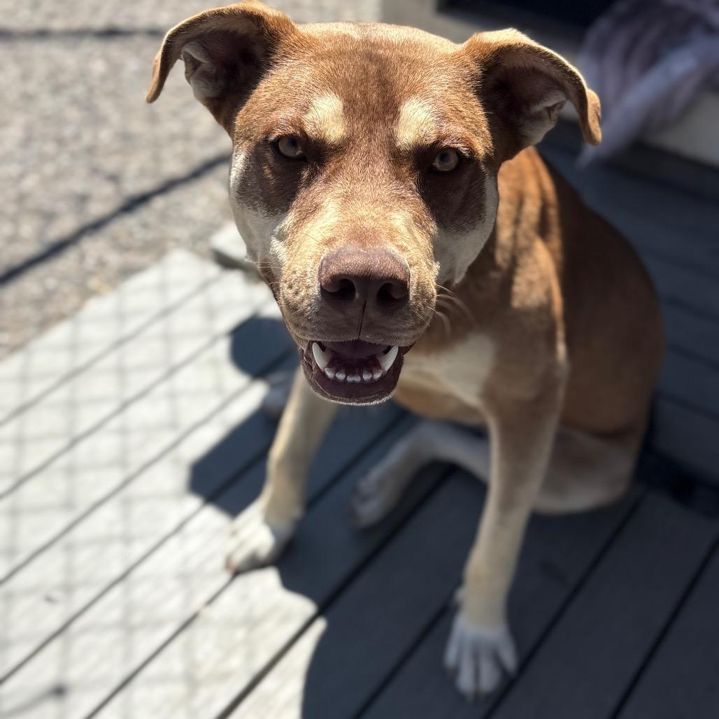 Enlarge Bandit, a Adoptable mixed breed in San Pablo, CA image 3/6