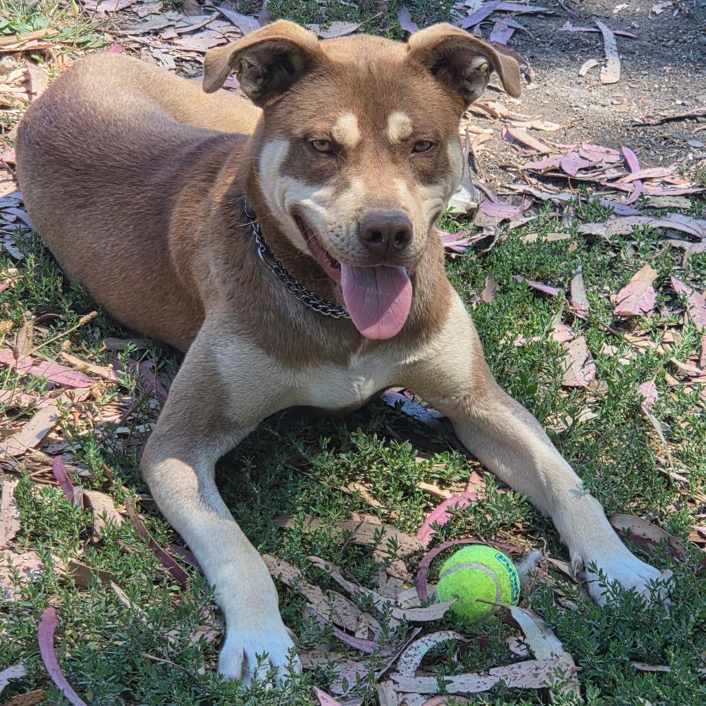 Enlarge Bandit, a Adoptable mixed breed in San Pablo, CA image 4/6