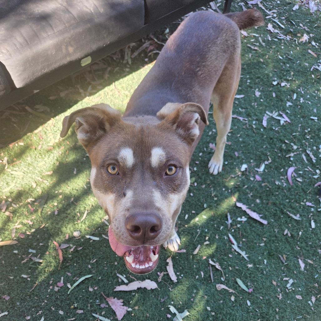 Enlarge Bandit, a Adoptable mixed breed in San Pablo, CA image 5/6