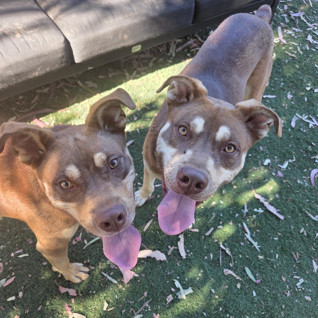 Enlarge Bandit, a Adoptable mixed breed in San Pablo, CA image 6/6