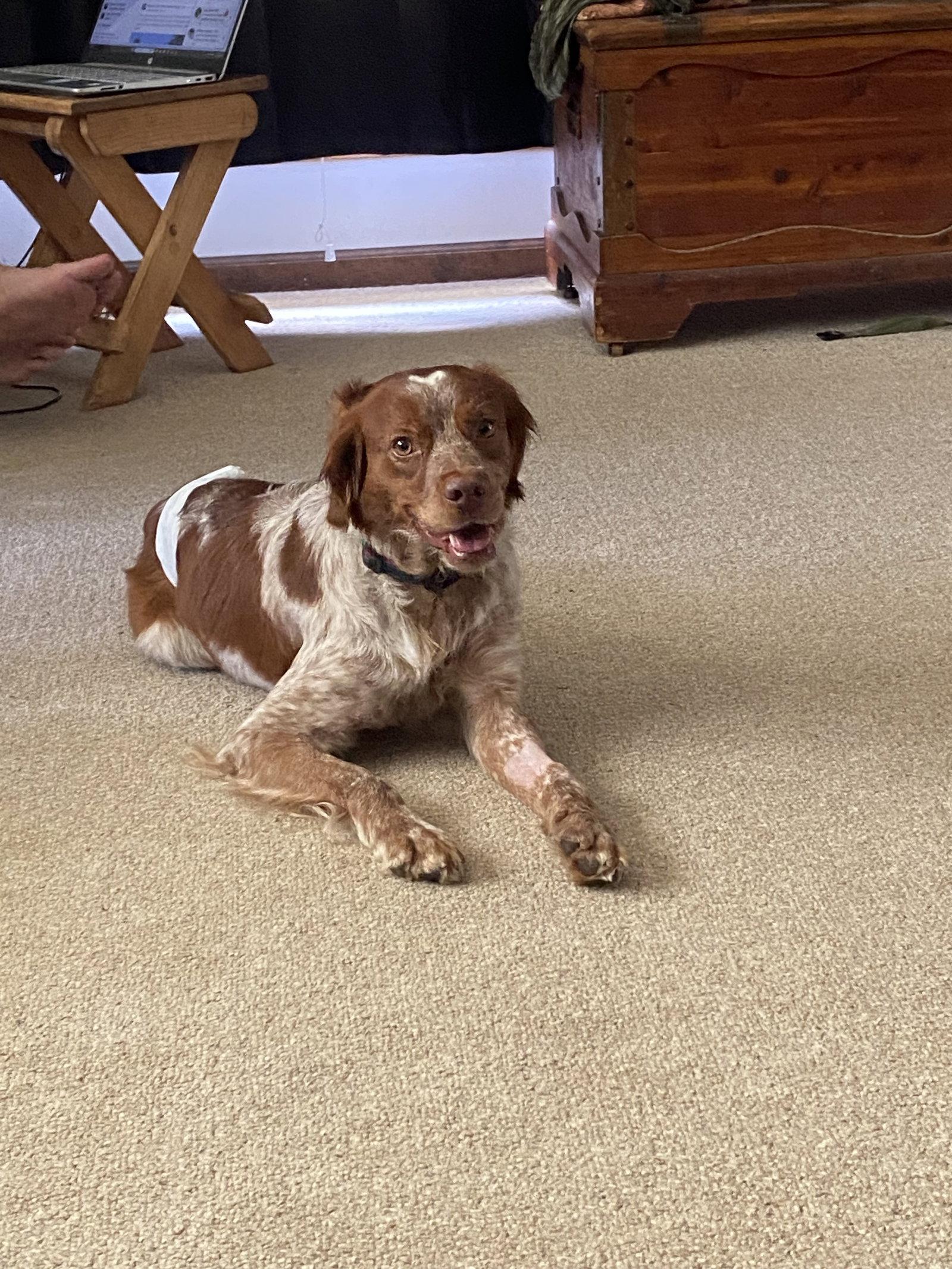 MI/Luke, Adoptable, Adult Male Brittany Spaniel.
