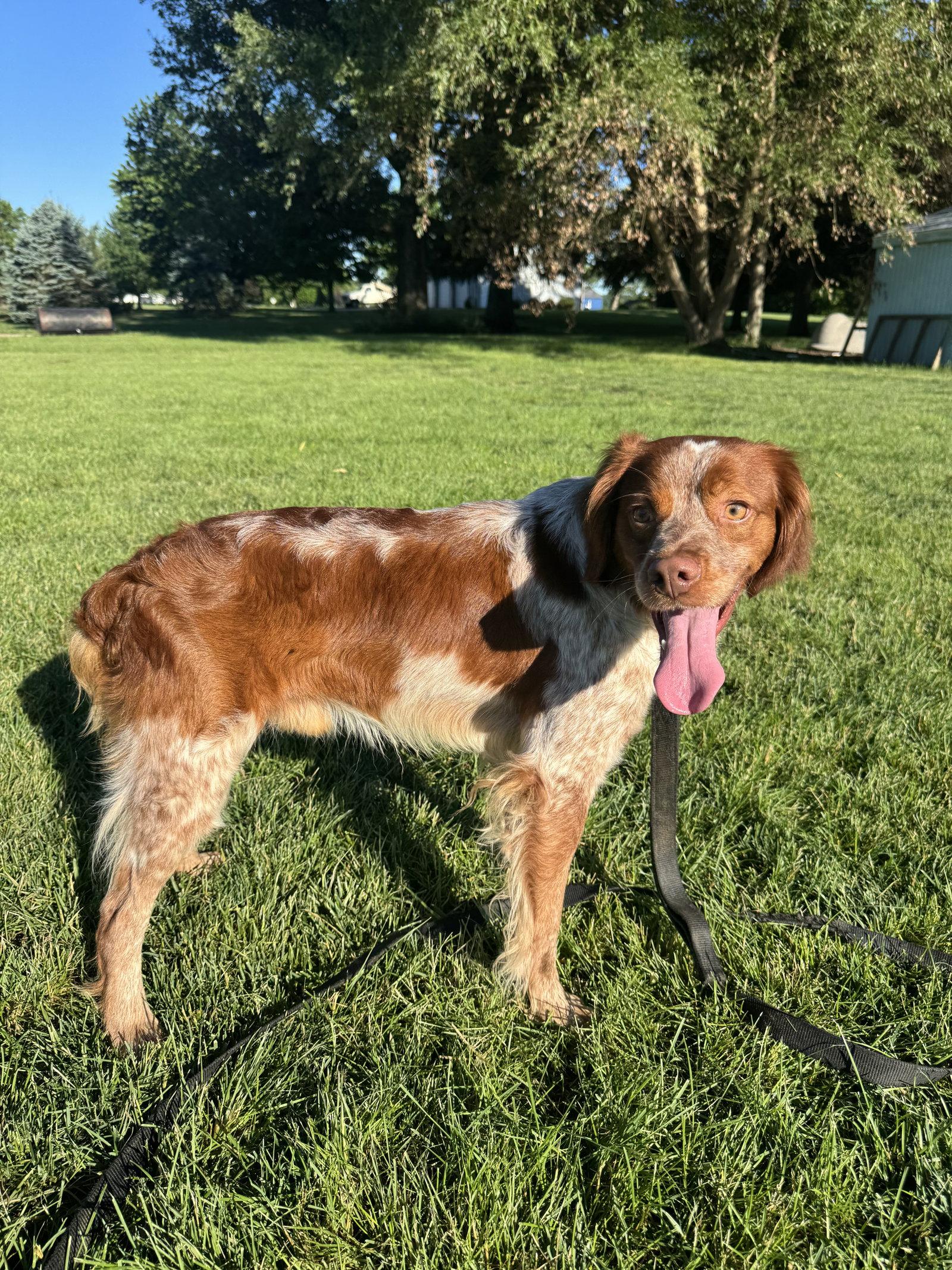 Enlarge MI/Luke, a Adoptable Brittany Spaniel in Detroit, MI image 2/2