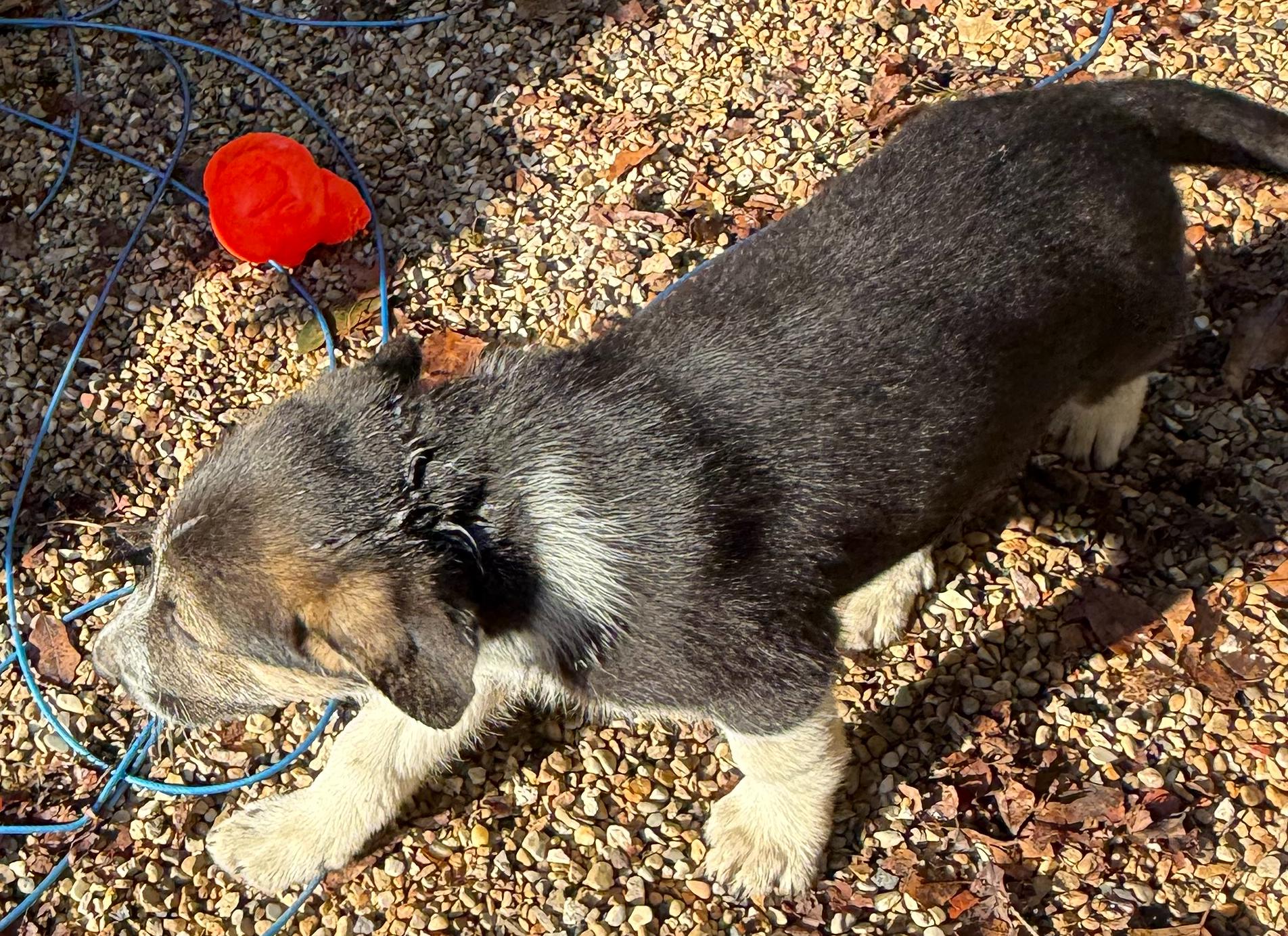 Enlarge Oreo (F), a Adoptable mixed breed in Sun Prairie, WI image 2/4