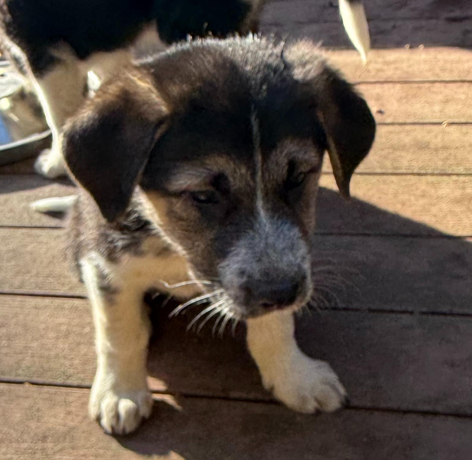 Enlarge Oreo (F), a Adoptable mixed breed in Sun Prairie, WI image 4/4