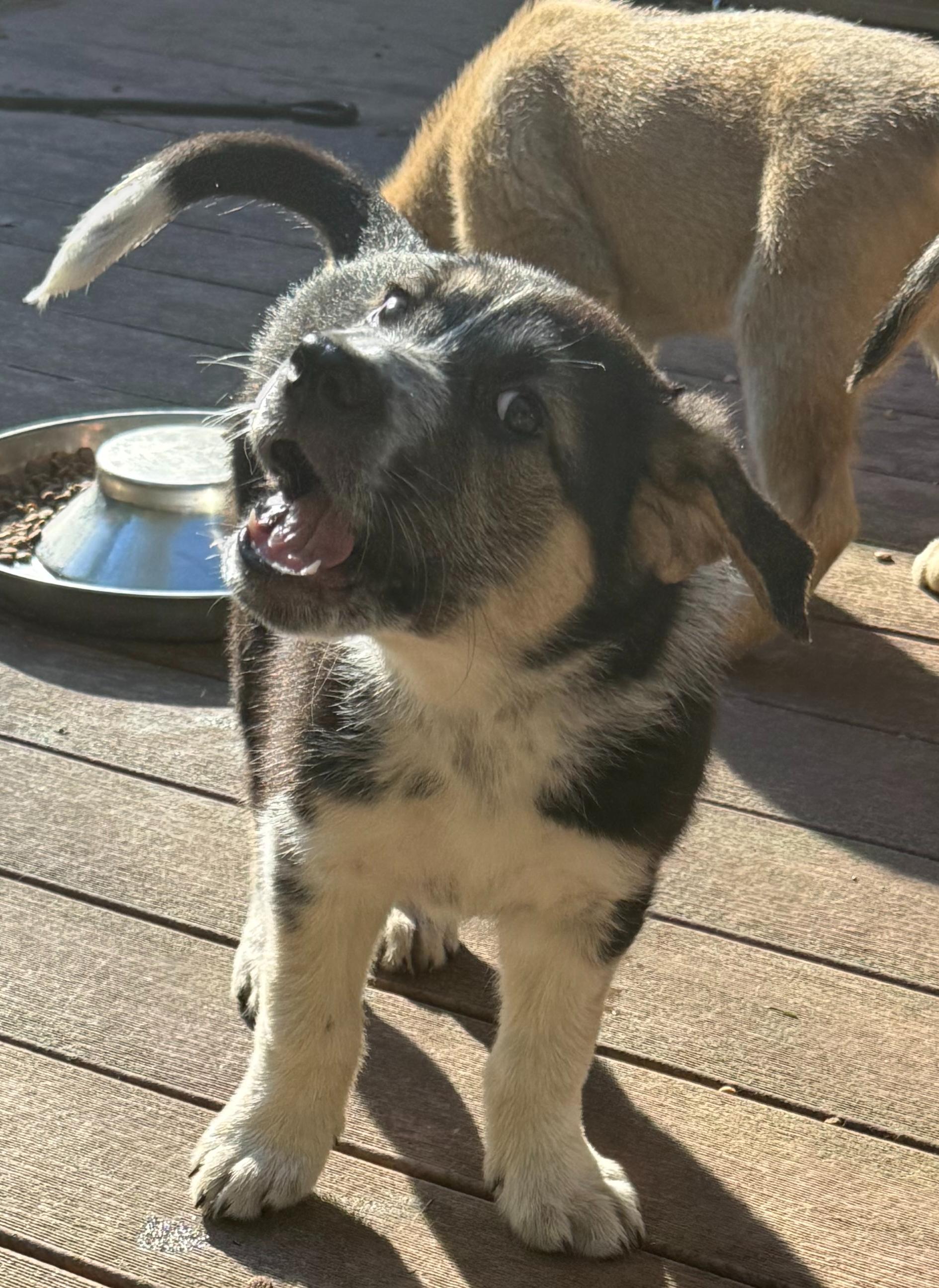 Enlarge Oreo (F), a Adoptable mixed breed in Sun Prairie, WI image 3/4