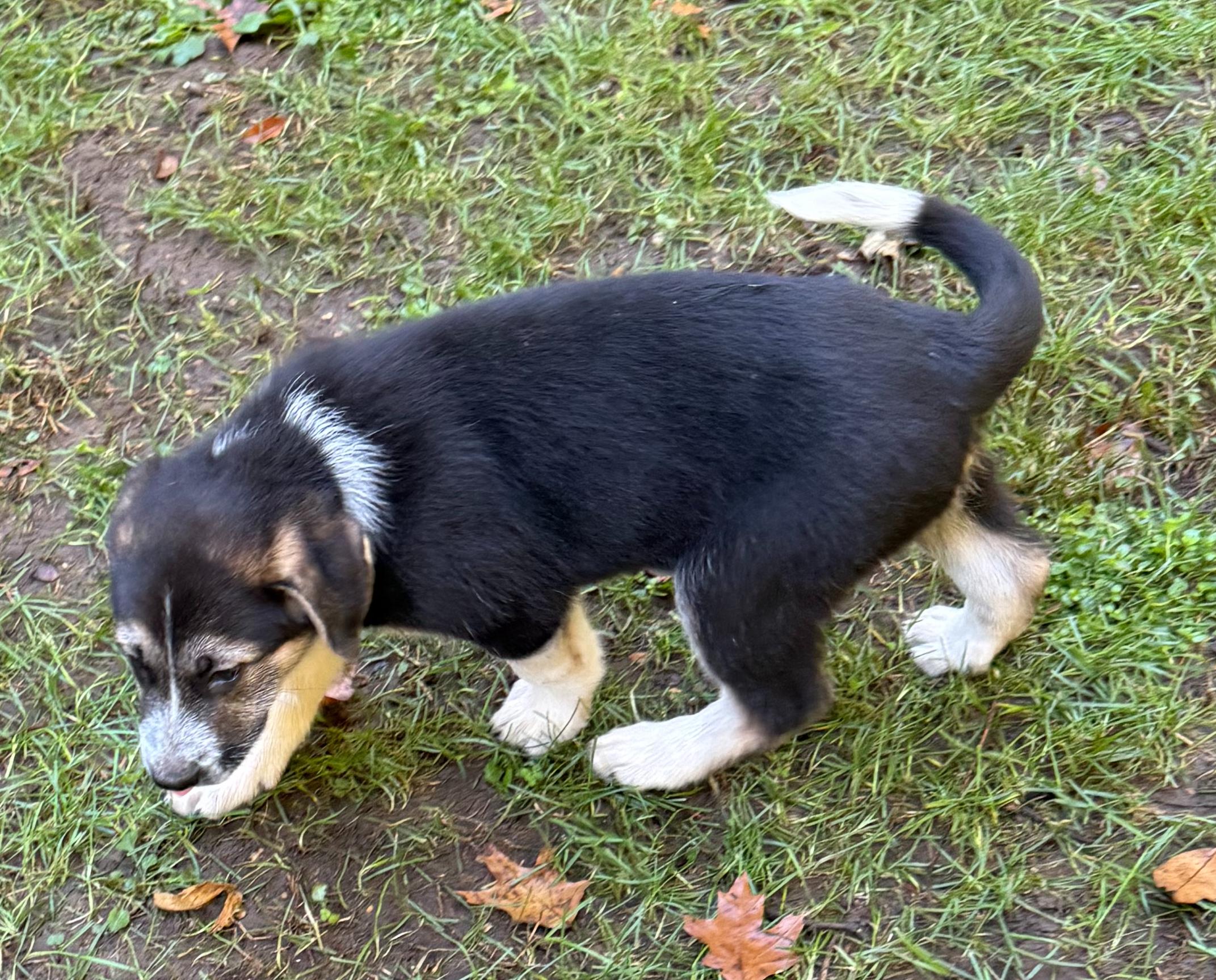 Oreo (F), Adoptable, Puppy Female Labrador Retriever.