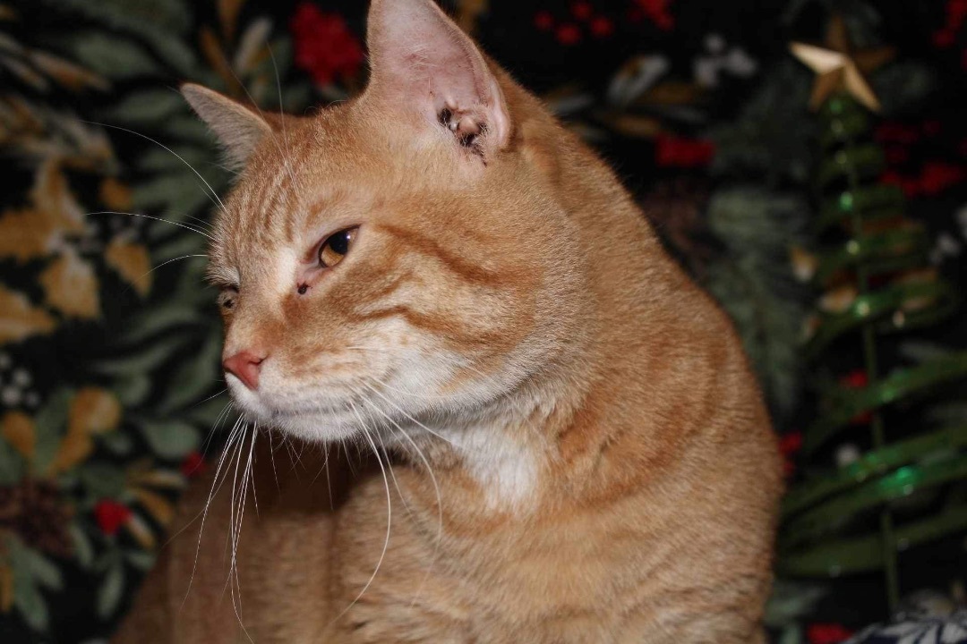 Mr. Kook, Adopted, Adult Male Domestic Short Hair.