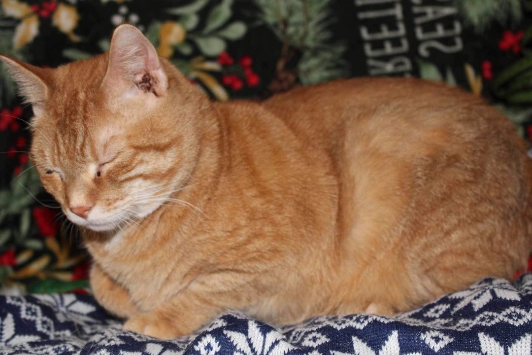 Enlarge Mr. Kook, a Adopted Domestic Short Hair in Tower City, PA image 2/3